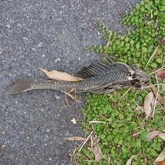 Pterygoplichthys