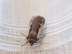 Ochropleura