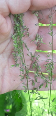 Poa pratensis