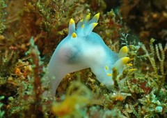 Polycera kernowensis