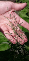 Poa pratensis