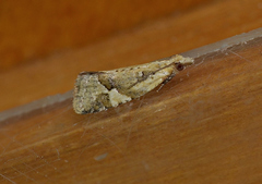 Euphona euphona