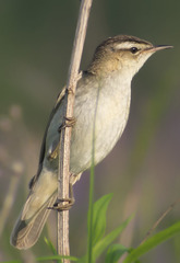 Acrocephalus schoenobaenus
