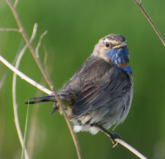 Luscinia svecica