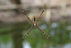 Argiope radon