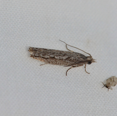 Hermenias rivulifera