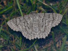 Crypsiphona tasmanica