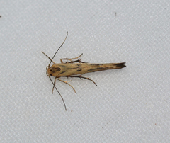 Stathmopoda melanochra
