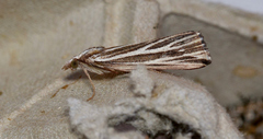 Rhynchopsota delogramma