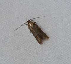 Lecithocera terrigena