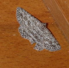 Psilosticha absorpta