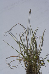 Rytidosperma buchananii