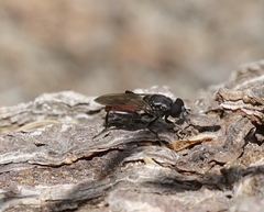 Chalcosyrphus piger