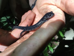 Plethodon teyahalee