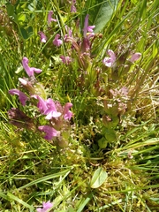 Pedicularis sylvatica