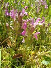 Pedicularis sylvatica