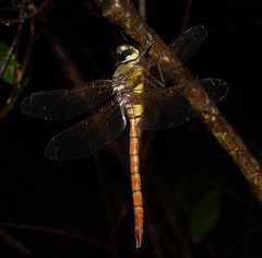 Anax aurantiacus