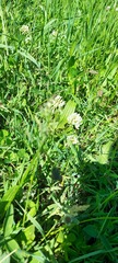 Trifolium repens