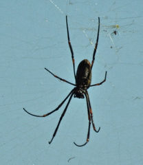 Trichonephila antipodiana