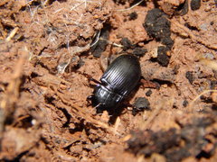 Abax ovalis