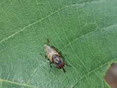 Stomorhina discolor