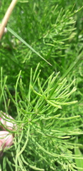 Equisetum arvense