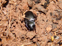 Abax ovalis