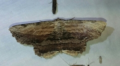 Lytrosis