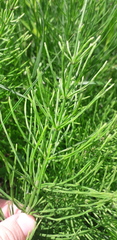 Equisetum arvense