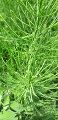 Equisetum arvense