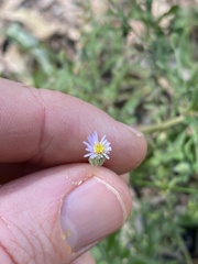Vittadinia hispidula