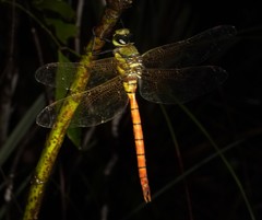 Anax aurantiacus