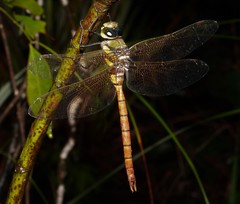 Anax aurantiacus