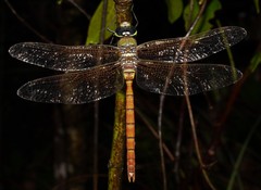 Anax aurantiacus
