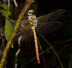 Anax aurantiacus