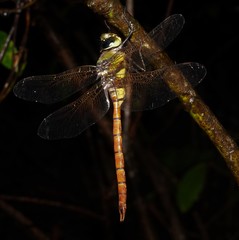 Anax aurantiacus