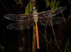 Anax aurantiacus