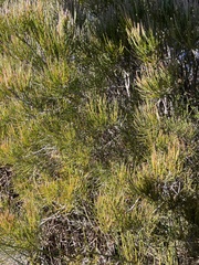 Allocasuarina nana