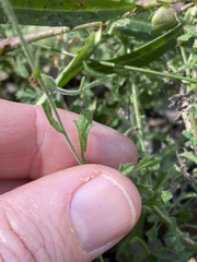 Vittadinia hispidula