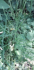 Equisetum arvense
