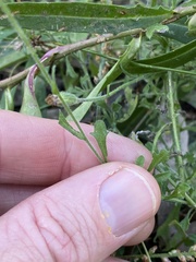 Vittadinia hispidula