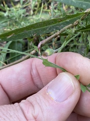 Vittadinia hispidula
