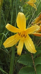 Hemerocallis lilioasphodelus