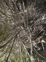 Allocasuarina nana