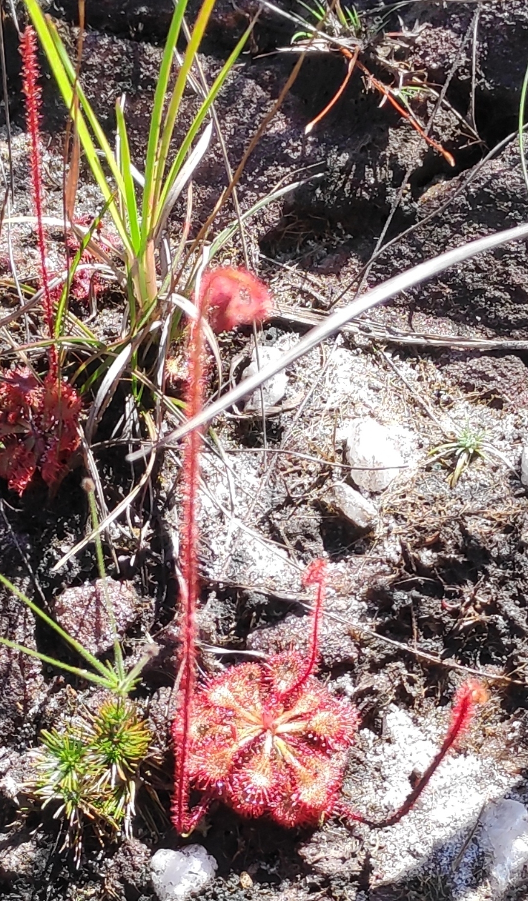 Drosera hirtella