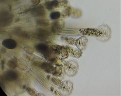 Lacinularia ismailoviensis