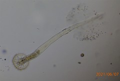 Lacinularia ismailoviensis