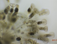 Lacinularia ismailoviensis