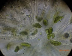 Lacinularia ismailoviensis