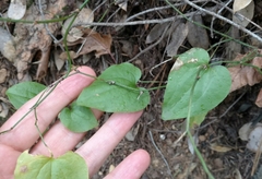 Smilax californica